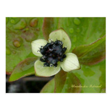 Flor do Dogwood do anão, ilha de Unalaska Cartões Postais