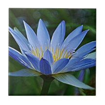 Flor e significado de Lotus Azulejo De Cerâmica