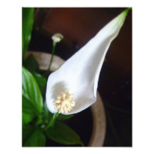 Flor Foto