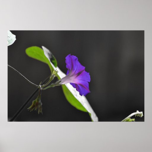 Flor roxa da corriola pôsteres