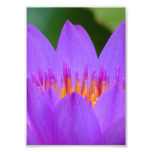 Flor roxa da flor do lírio de água foto