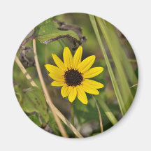 Flor selvagem imãs de geladeira