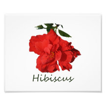 Flor vermelha do hibiscus com texto artes de fotos