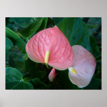 Flora incomum poster