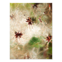 floral arte de fotos