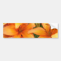 Flores alaranjadas do lírio adesivos