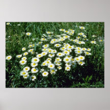 Flores amarelas da Boi-Olho-Margarida (Leucanthemu Pôsteres
