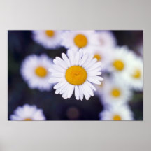Flores amarelas da margarida do Boi-Olho (Leucanth Posteres