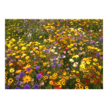 Flores amarelas dos Wildflowers Convites