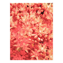 flores foto arte