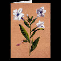 Flores brancas postais