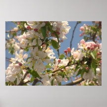 Flores brancas posteres