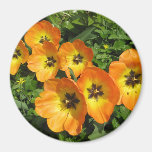 FLORES BRILHANTES IMAS