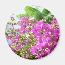 Flores cor-de-rosa de Bush Imã
