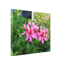 Flores cor-de-rosa impressões em tela