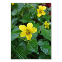Flores da glabela da viola impressão de foto