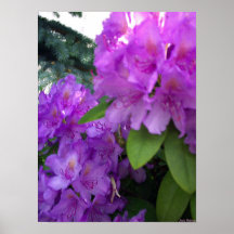 Flores da recreação poster