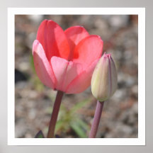 Flores da tulipa da estagnação posters