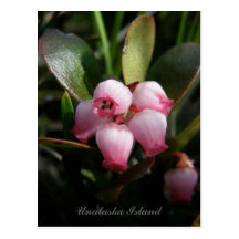 Flores da uva-ursina, ilha de Unalaska Cartoes Postais