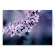 Flores de cerejeira cartoes