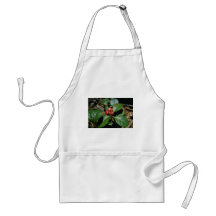 Flores de Wintergreen (Gaultheria Procumbens) Avental
