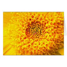 Flores do fim-acima do cravo-de-defunto cartao