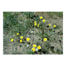 Flores dos Wildflowers do deserto Convites Personalizados