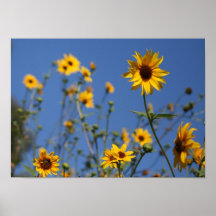 "Flores ensolaradas " Posteres