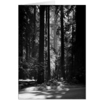 Floresta da sequóia vermelha, o Bosque do fundador Cartões