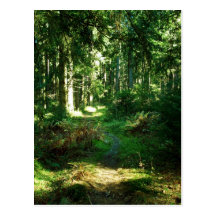 floresta enchanted cartão postal