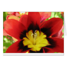Flower1 Cartoes