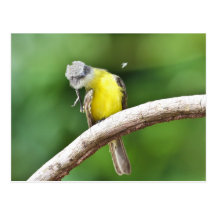 Flycatcher Cinza-tampado Cartão Postal