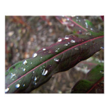 Folha verde escuro do Fireweed com gotas de água Fotografia