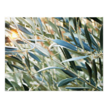 folhas fotografia