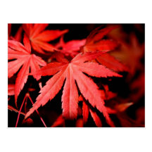 Folhas de bordo - vermelho cartão postal