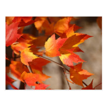 Folhas de outono cartao postal