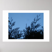 Folhas do primavera posters