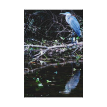 Foto azul da garça-real impressão em canvas