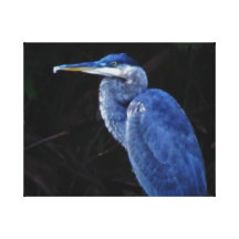 Foto azul da garça-real impressão em tela canvas