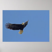 Foto da águia americana posters