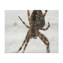 Foto da aranha impressão em canvas