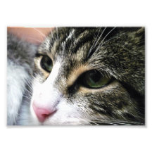 Foto da cara do gato