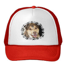 Foto da mistura do Malamute do Alasca Bone