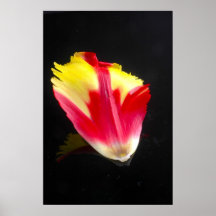 Foto da pétala da tulipa do papagaio posteres