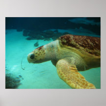 Foto da tartaruga de mar posters