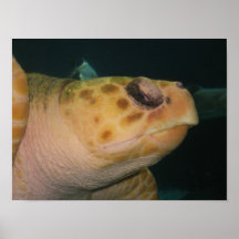 Foto da tartaruga impressão