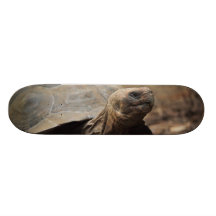 Foto da tartaruga skate