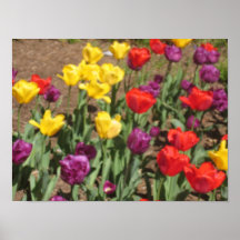 Foto da tulipa pôsteres