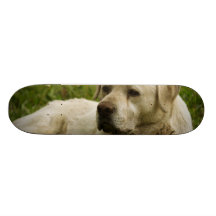 Foto de Labrador Skates