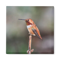 Foto do colibri imans